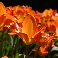 Tulipn fosteriana 'Orange Emperor'